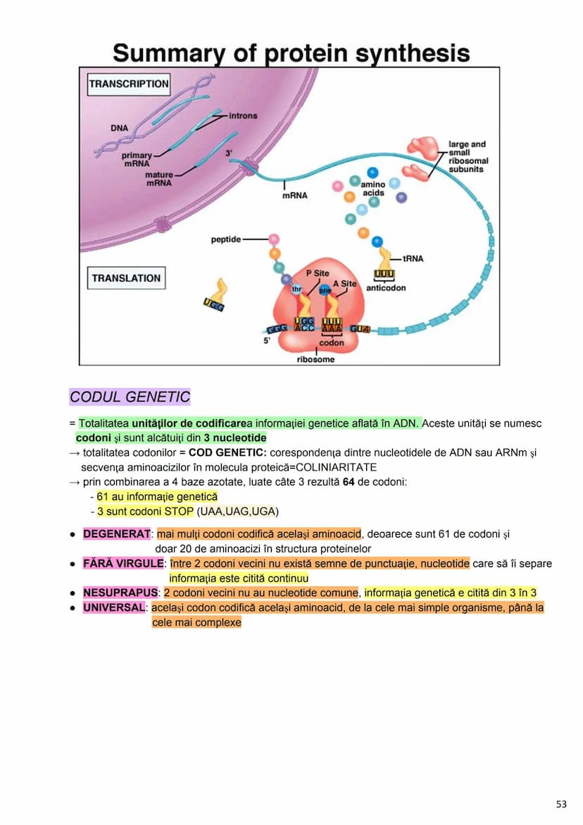 --- OCR Start ---
Alcătuirea Corpului Uman
Corpul uman este alcătuit din 4 segmente:
1. Capul
→neurocraniul (cutia craniană)
→viscerocraniul