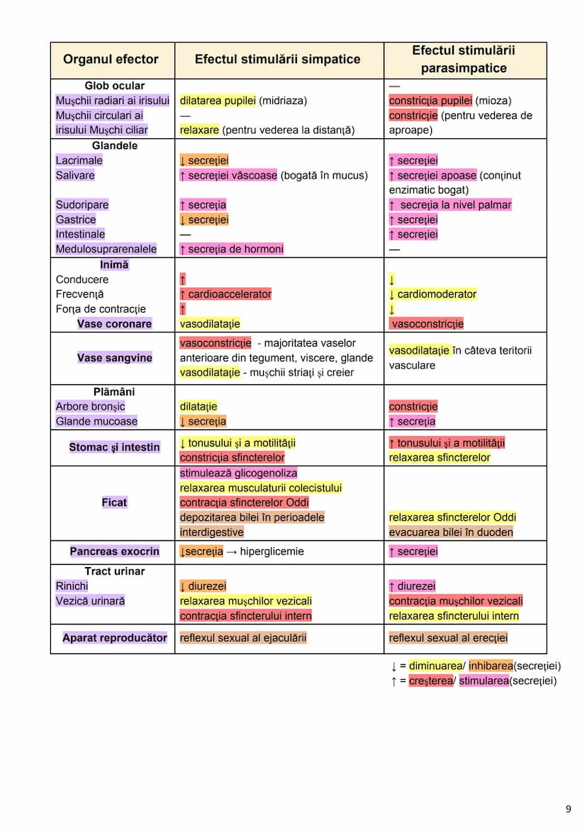 --- OCR Start ---
Alcătuirea Corpului Uman
Corpul uman este alcătuit din 4 segmente:
1. Capul
→neurocraniul (cutia craniană)
→viscerocraniul