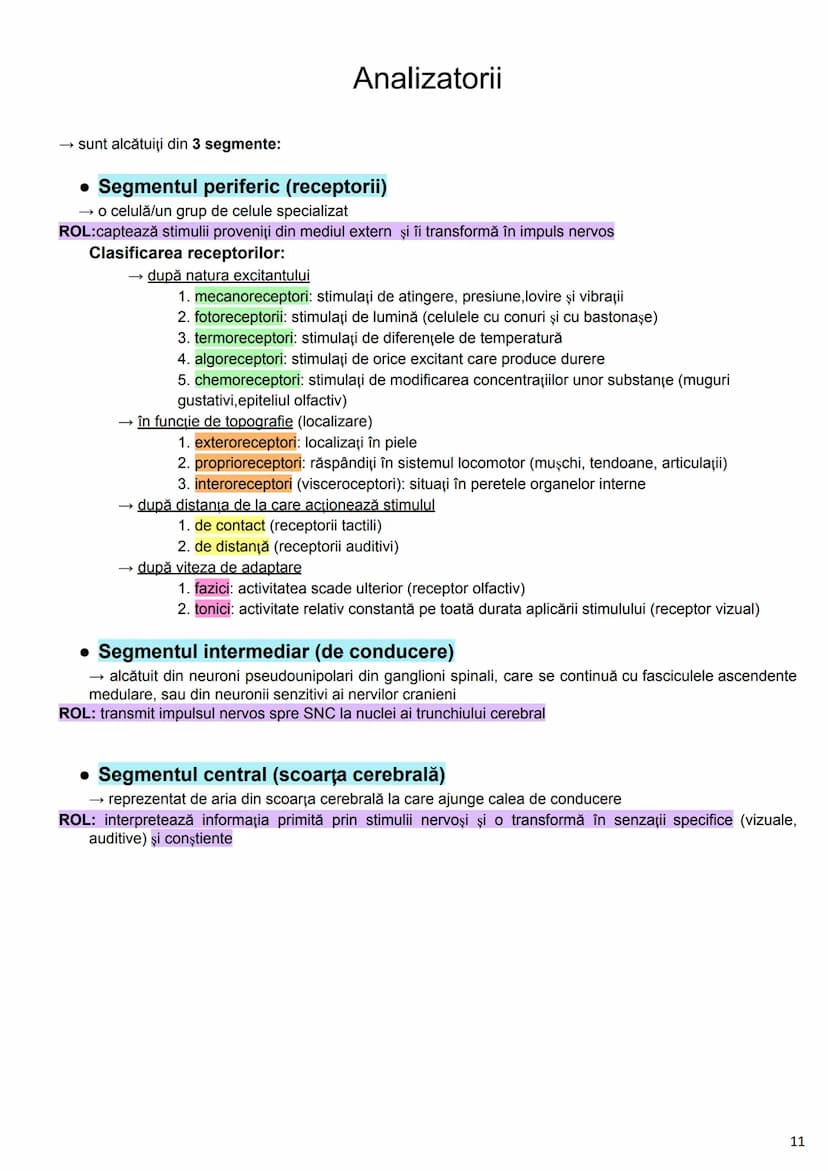 --- OCR Start ---
Alcătuirea Corpului Uman
Corpul uman este alcătuit din 4 segmente:
1. Capul
→neurocraniul (cutia craniană)
→viscerocraniul