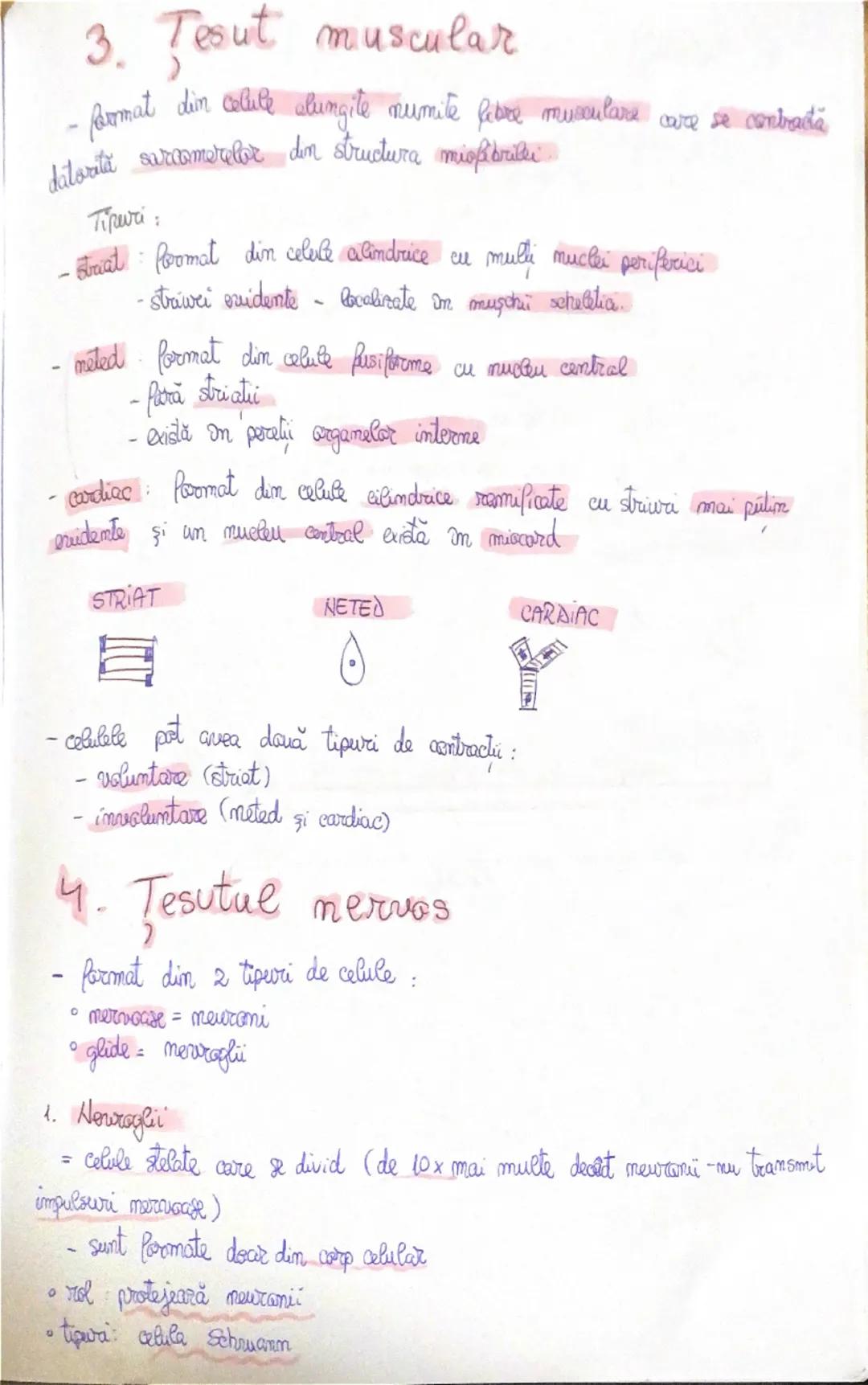 COUTURILE ANIMALE

Tipuri femdamentale de tesuturi
*   EPITELIAL
*   CONJUNCTIV
*   MUSCULAR
*   NERVOS

1. Tesut epitelial

- mu este vascu