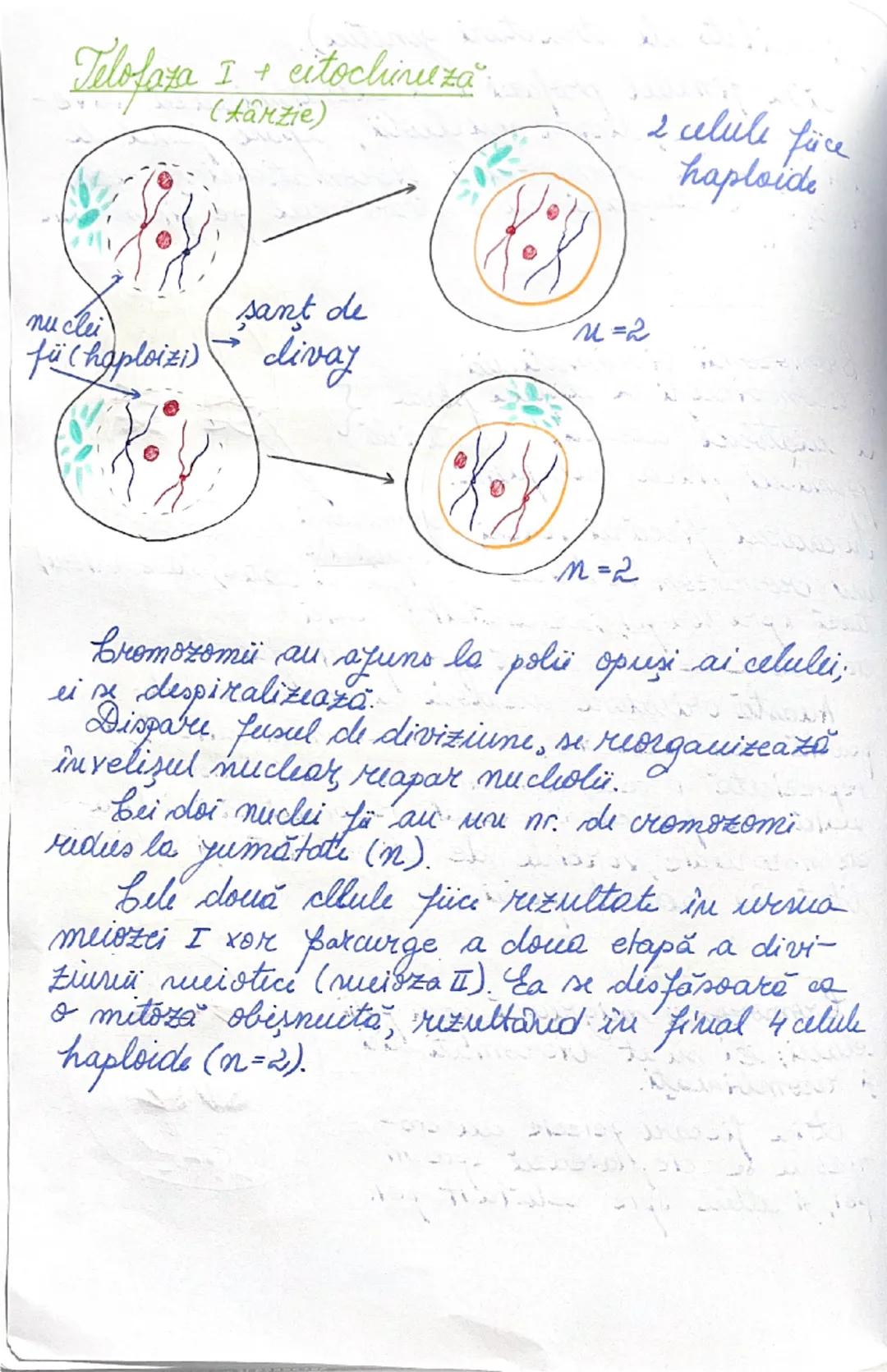 # DIVIZIUNEA
# CELULARĂ
09.01.2025.
*ÎNMULȚIREA reprezintă caracteristica fundamentală
a materiei vii.
→ asigură perpetuarea speciilor
• în 
