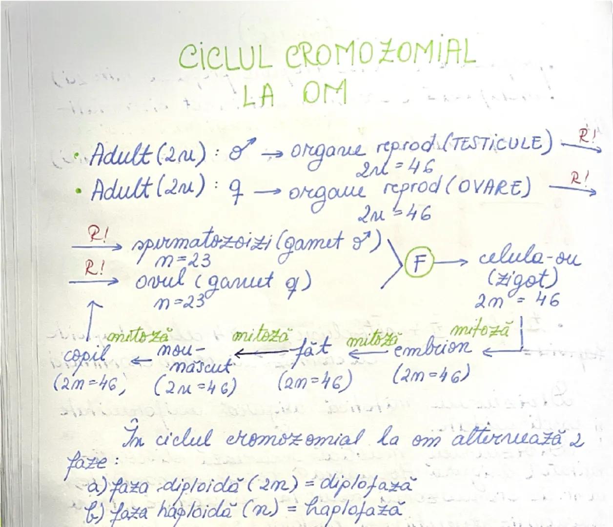 # DIVIZIUNEA
# CELULARĂ
09.01.2025.
*ÎNMULȚIREA reprezintă caracteristica fundamentală
a materiei vii.
→ asigură perpetuarea speciilor
• în 