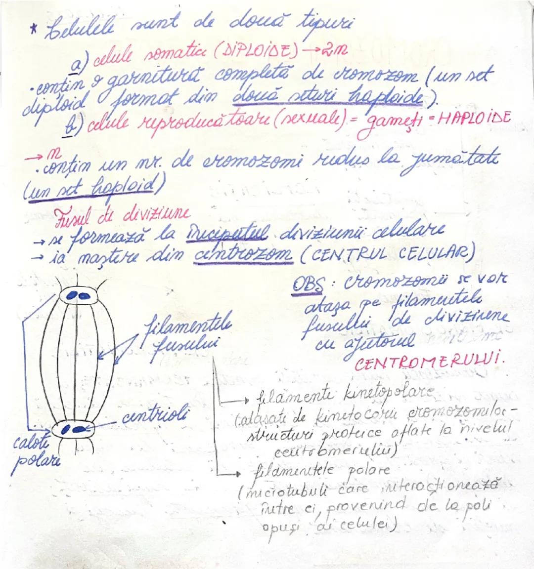 # DIVIZIUNEA
# CELULARĂ
09.01.2025.
*ÎNMULȚIREA reprezintă caracteristica fundamentală
a materiei vii.
→ asigură perpetuarea speciilor
• în 