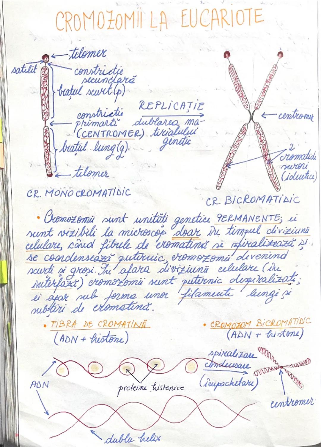 # DIVIZIUNEA
# CELULARĂ
09.01.2025.
*ÎNMULȚIREA reprezintă caracteristica fundamentală
a materiei vii.
→ asigură perpetuarea speciilor
• în 