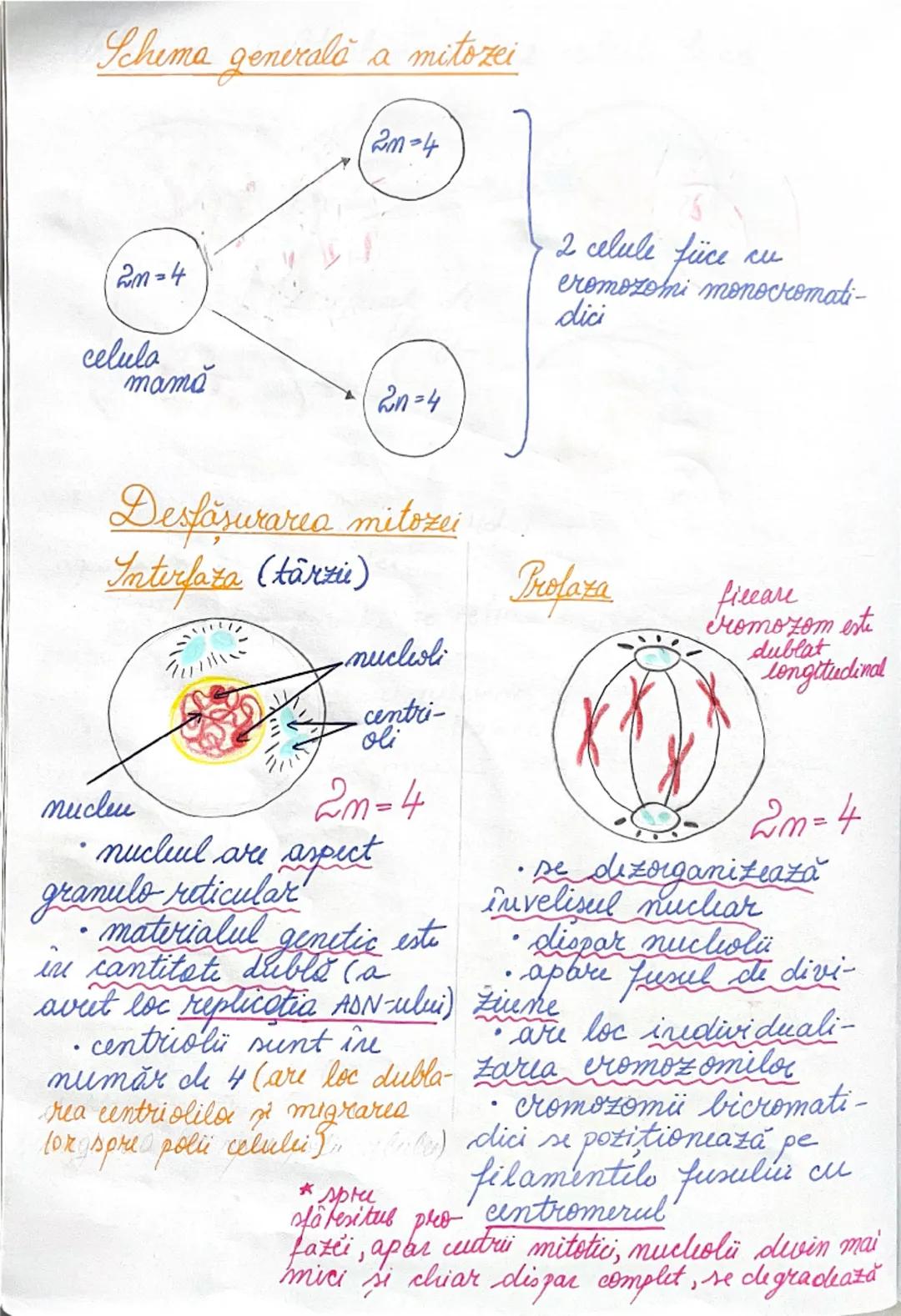 # DIVIZIUNEA
# CELULARĂ
09.01.2025.
*ÎNMULȚIREA reprezintă caracteristica fundamentală
a materiei vii.
→ asigură perpetuarea speciilor
• în 