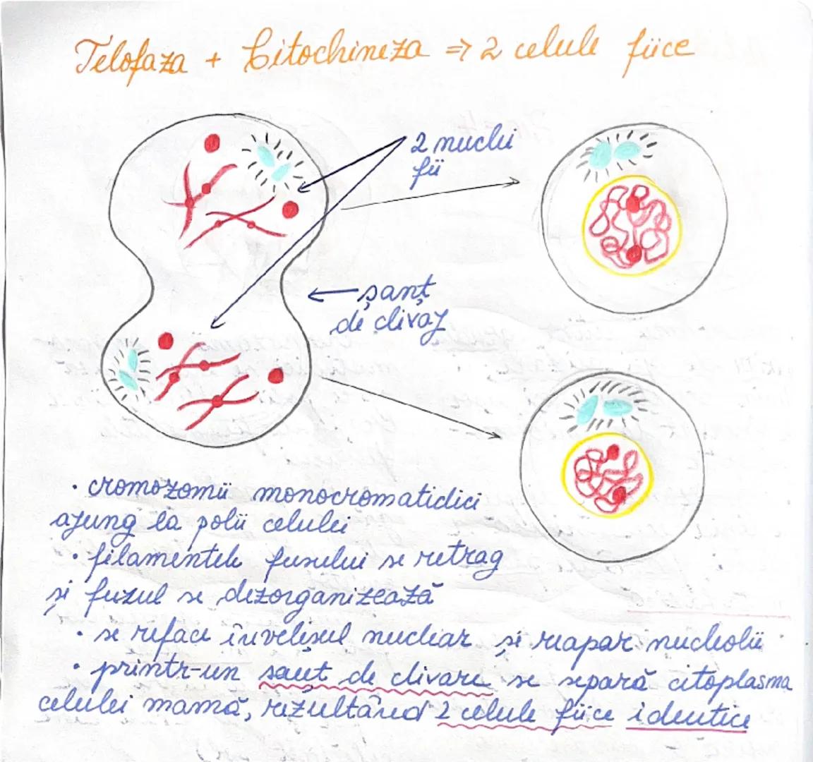 # DIVIZIUNEA
# CELULARĂ
09.01.2025.
*ÎNMULȚIREA reprezintă caracteristica fundamentală
a materiei vii.
→ asigură perpetuarea speciilor
• în 