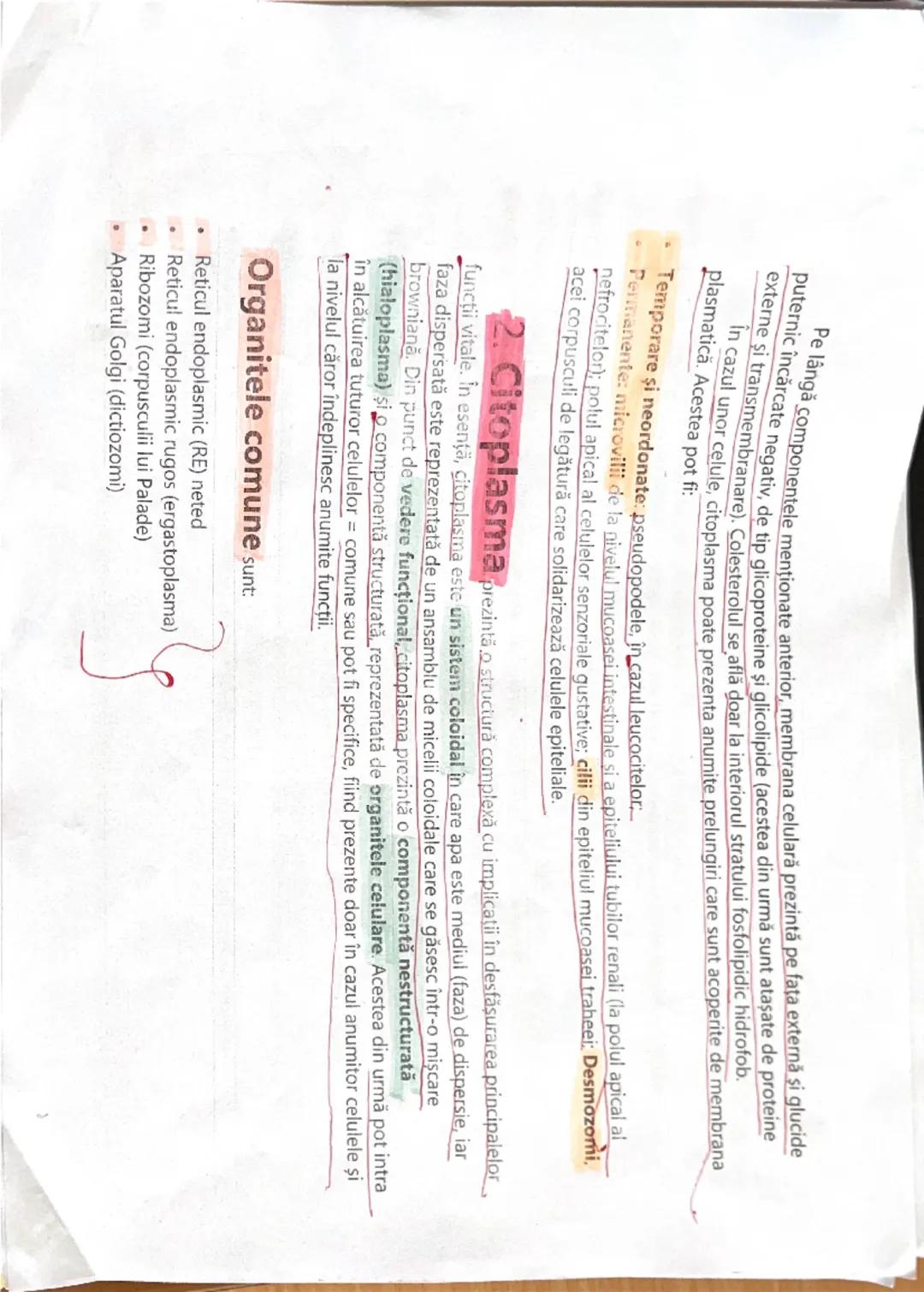 --- OCR Start ---
Celula
strictWda
Celula reprezintă unitatea de baza (fundamentala) morfo-funcţională și genetică a organizării
materiei vi