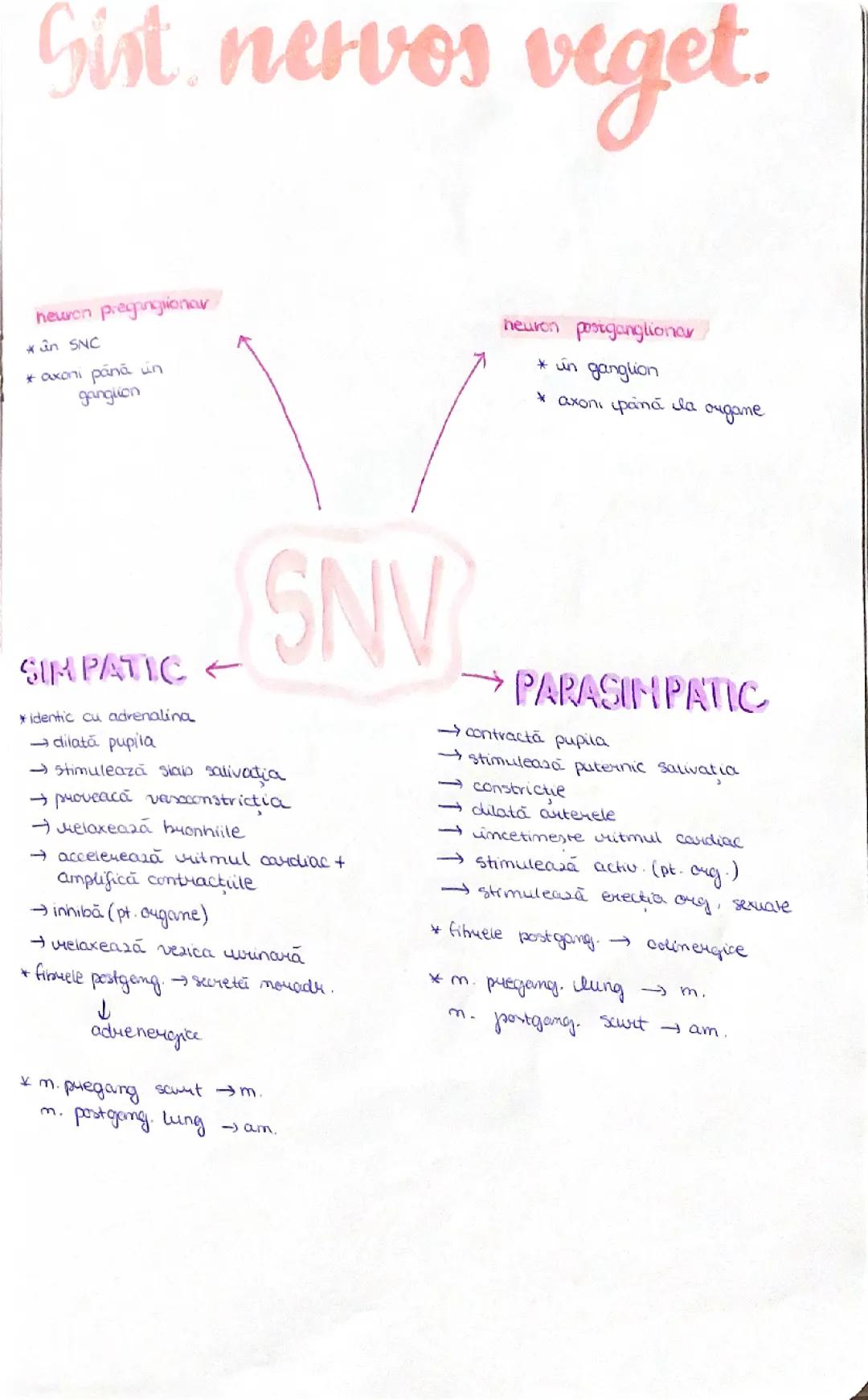 Sistemul Nervos Vegetativ