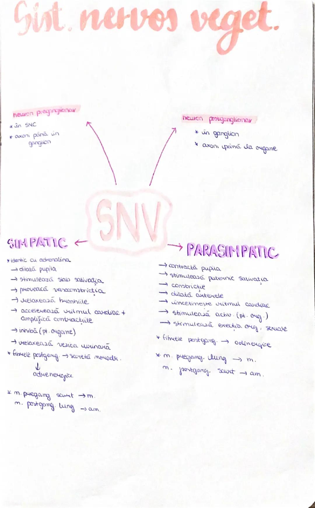 --- OCR Start ---
Sist, nervos veget.
neuron prepnjionar
ân SNC
* axoni pánā un
ganglion
neuron poorganglionar
* in ganglion
* axoni până la