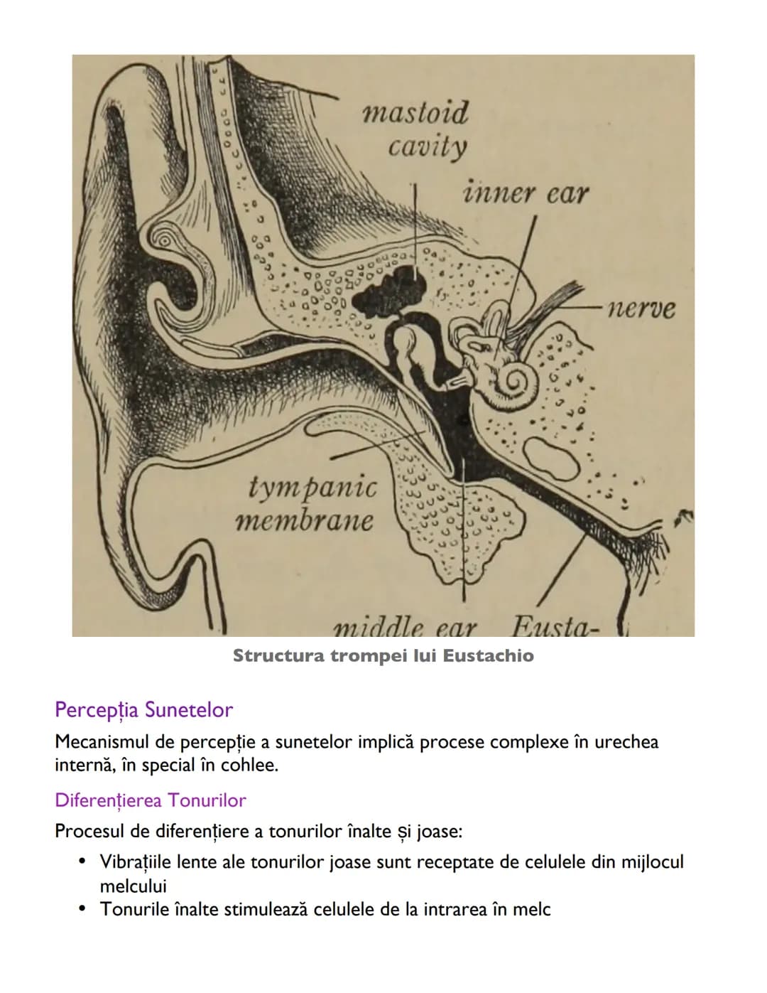 # Anatomia și Funcționarea Urechii
Umane

# Dezvoltarea Auzului la Făt
Dezvoltarea auzului începe încă din perioada prenatală, fiind un proc