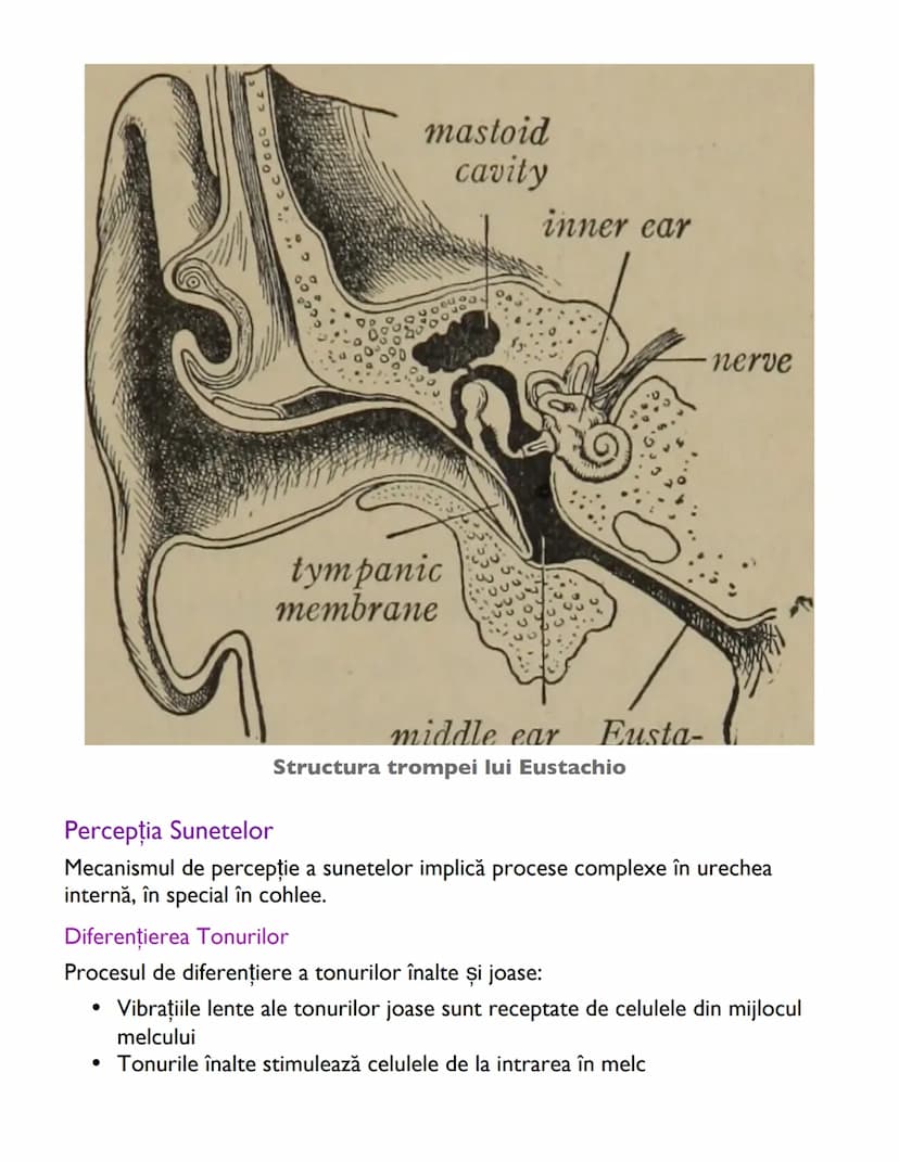 # Anatomia și Funcționarea Urechii
Umane

# Dezvoltarea Auzului la Făt
Dezvoltarea auzului începe încă din perioada prenatală, fiind un proc
