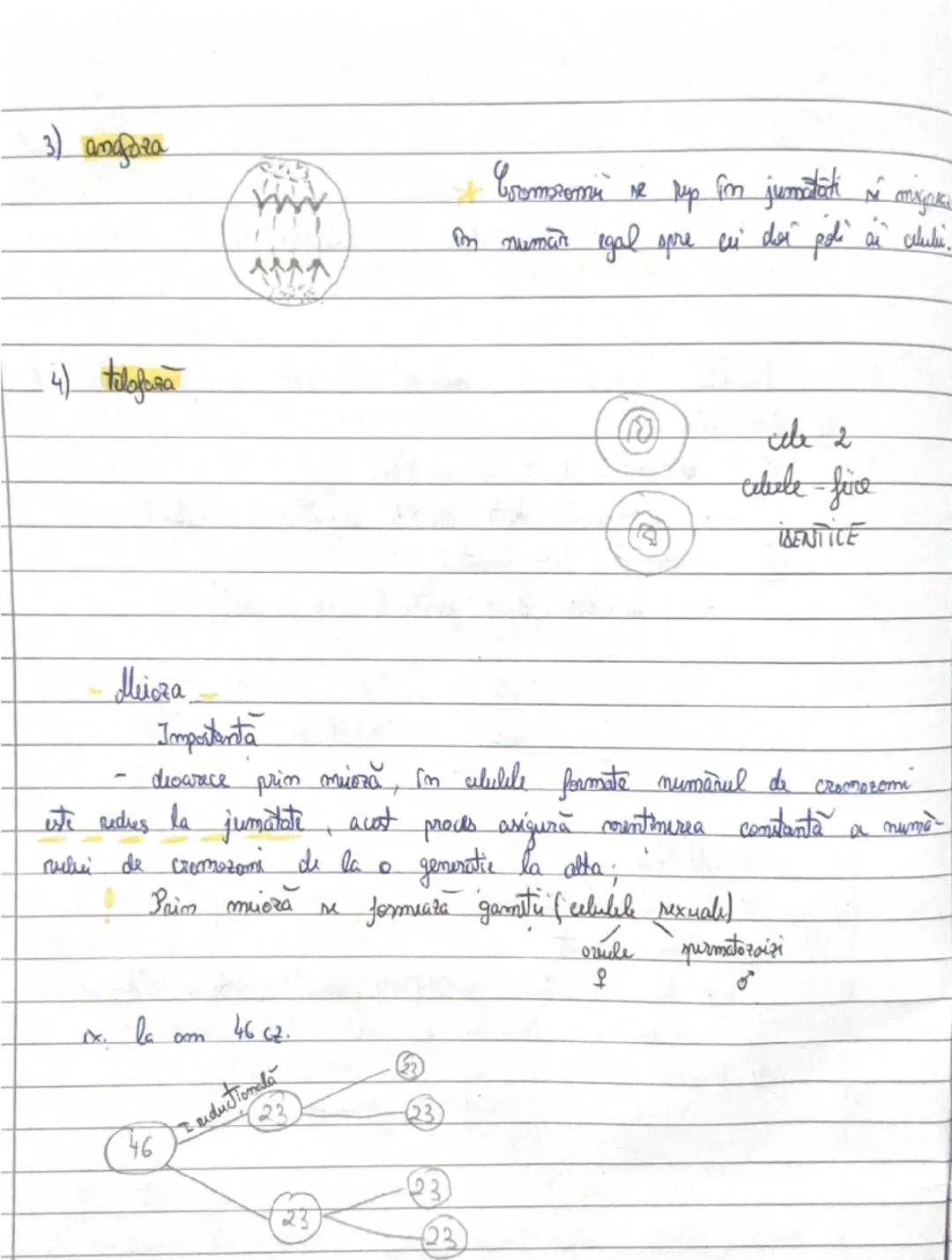 # Direiciunea celulară

Celulele corpului la animale sì om se
de diviziune formeaza prin 2 tipuri

(A) MITOZA - diviziune mitotică

-se form
