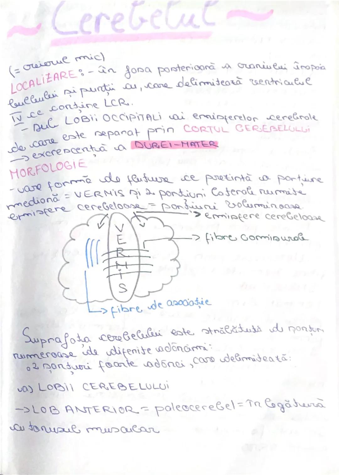 CEREBEL ȘI DIENCEFAL-CORINT 