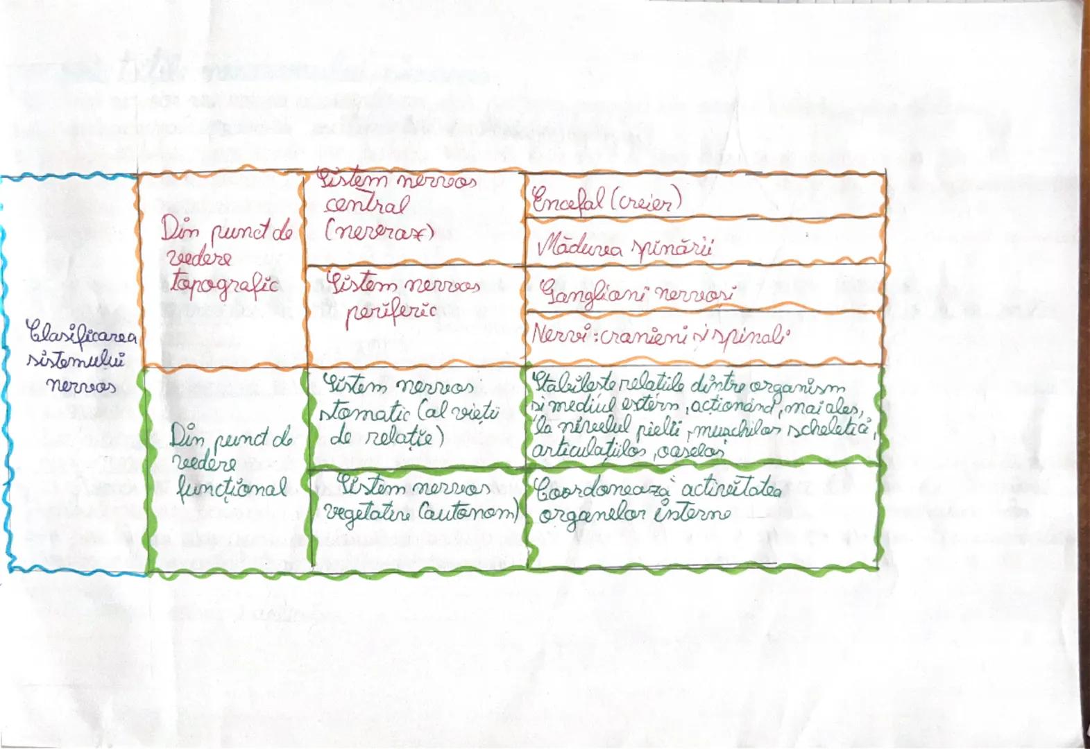 Clasificarea
sistemului
nervos

Din punct de
vedere
topografic

Din punct de
vedere
functional

Sistem nervos
central
(nererax)

Sistem nerv