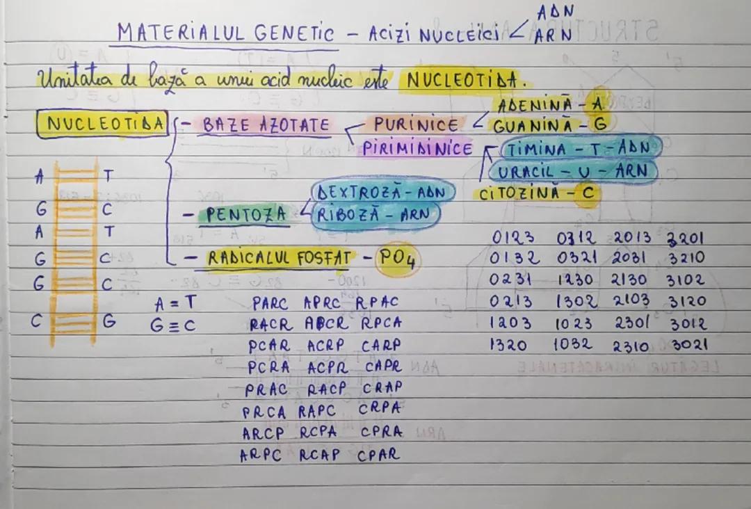 Materialul genetic - Acizi nucleici - ADN - ARN