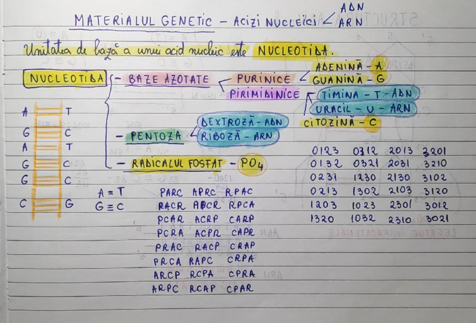 ADN
MATERIALUL GENETIC - Acizi NUCLEICI ARN
Unitatea de bază a unui acid nucleic este NUCLEOTIDA.
NUCLEOTIDA - BAZE AZOTATE - PURINICE GUANI