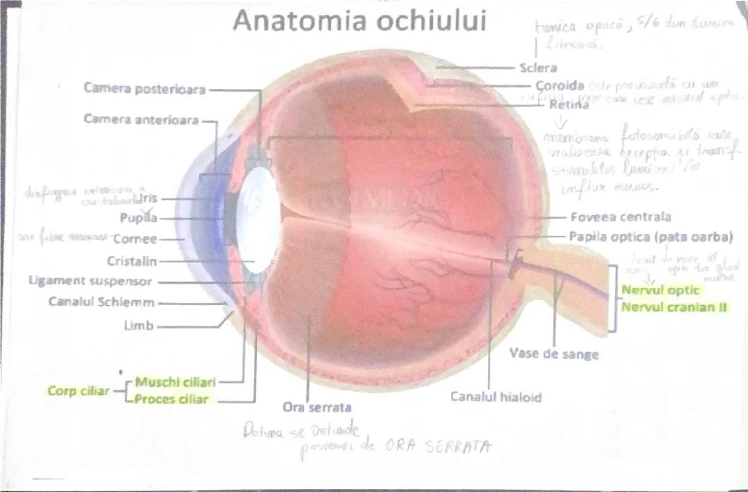 Anatomia ochiului