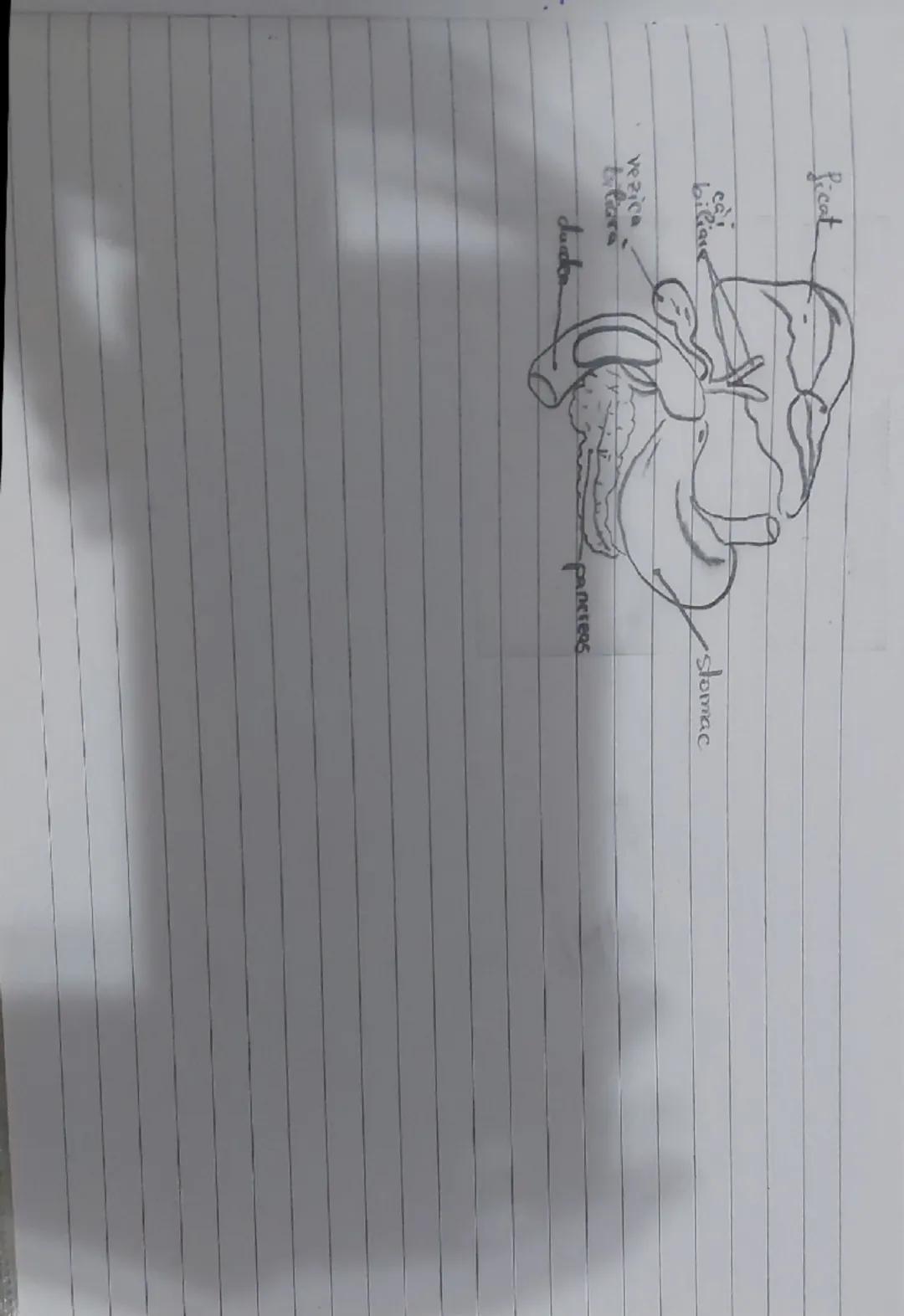 SISTEMUL DIGESTIV
si digestia la om.

Sistemul digestiv este format din:
A. tub digestiv
B. glande amere
glamde salivare
ficat
pancreas

TUB