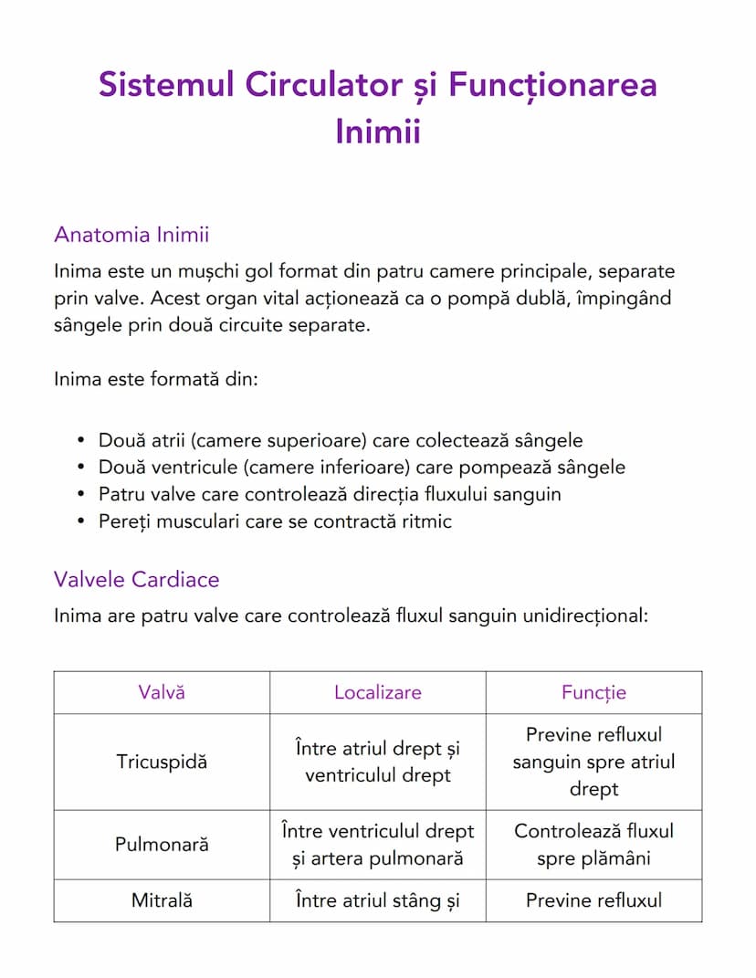 # Sistemul Circulator și Funcționarea
Inimii

# Anatomia Inimii
Inima este un mușchi gol format din patru camere principale, separate
prin v