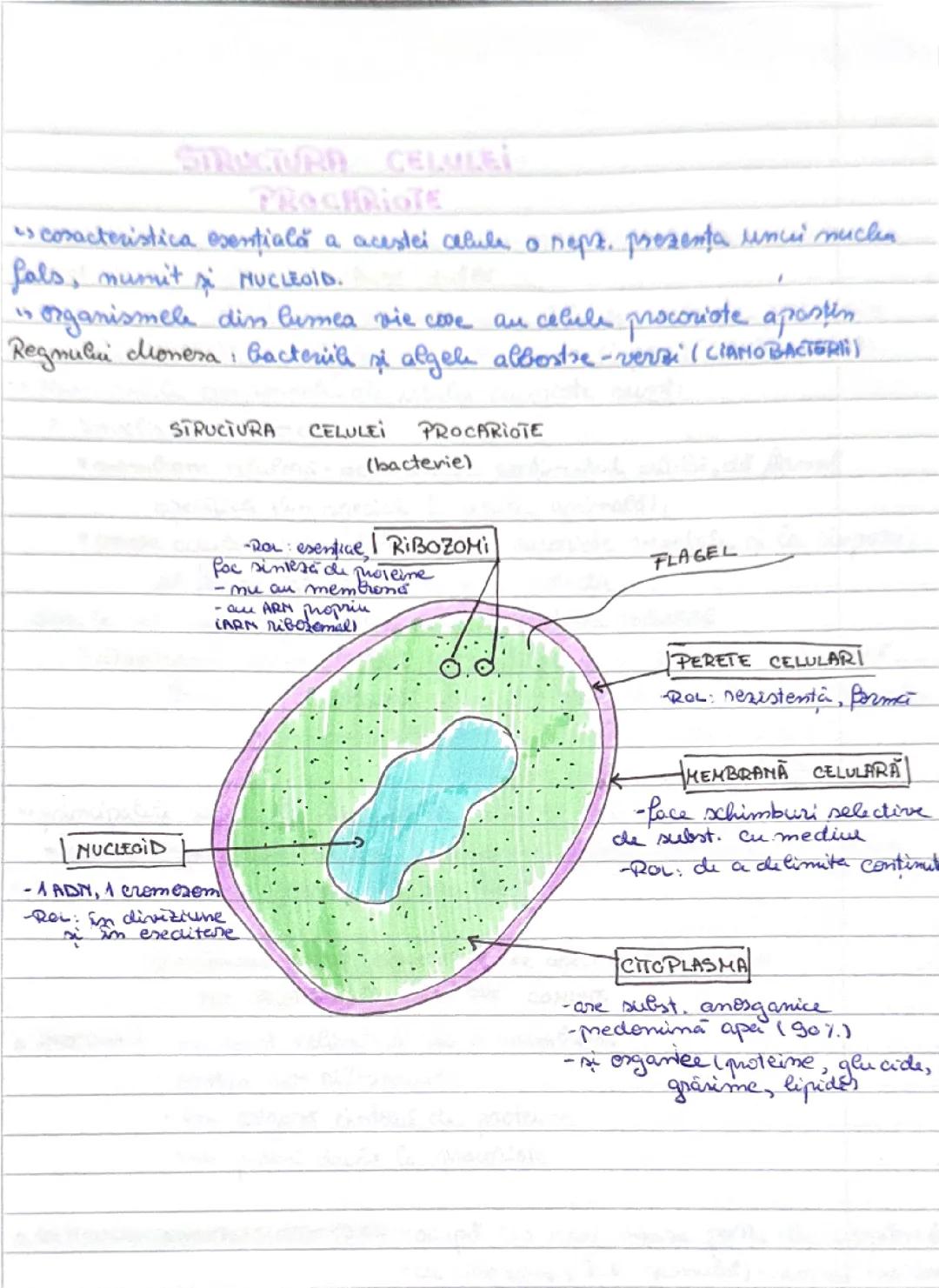 structura celulei procariote