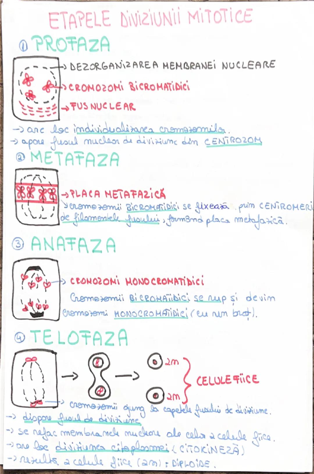 ~MITOZA~
→ asigură crederea şi dezvoltarea organismului precum şi
refacerca tesuturilor distruse
→se formean celulele SOMATICE, DIPLOIDE 2m 