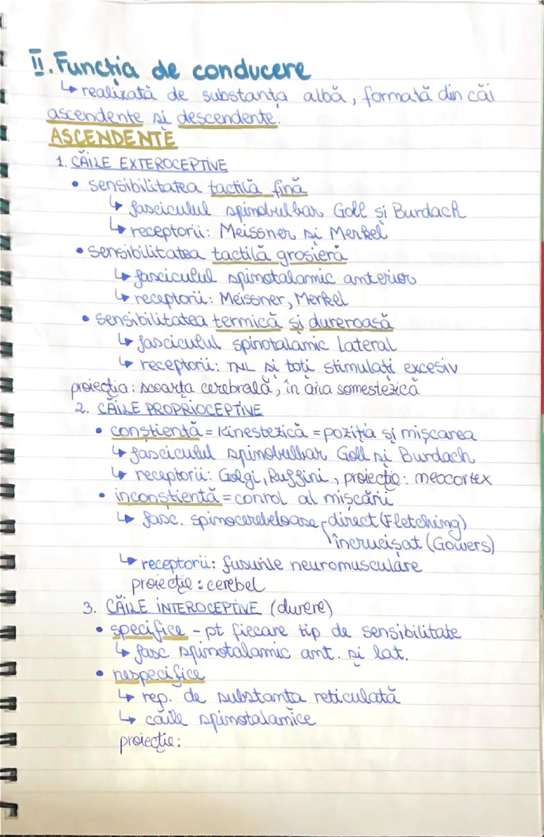 Căile de conducere ascendente