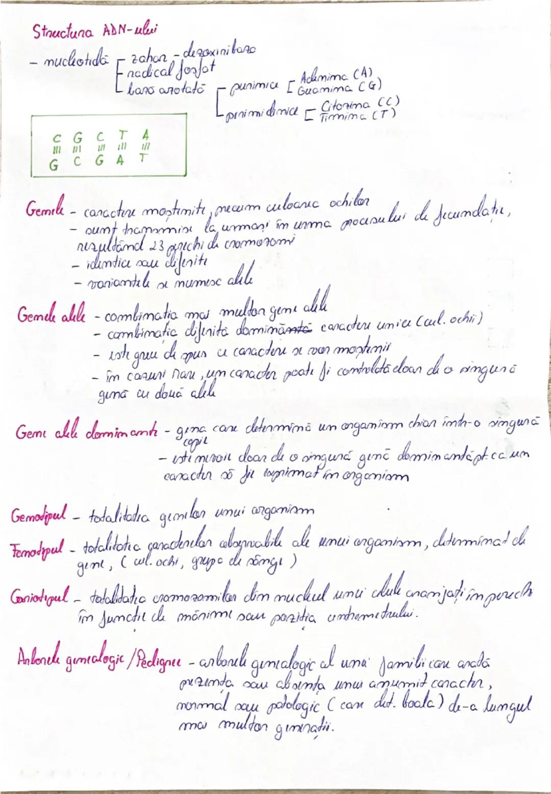 Structura ADN-ului
- nucleotida - zahar-dezaxınibaro
 - fosfat
Enadical Jostot punimice - Adlemima (A))

GCTA
all
GCGAT

- primidinica - Cit