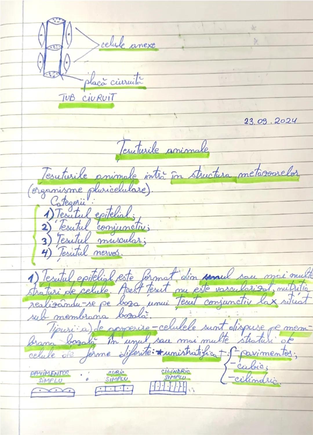 Tesuturi vegetale si animale.

Tesuturile sunt grupări de celule care au acceasi
prigine, formă, structură si îndeplinesc aceeasi fumetic.
H