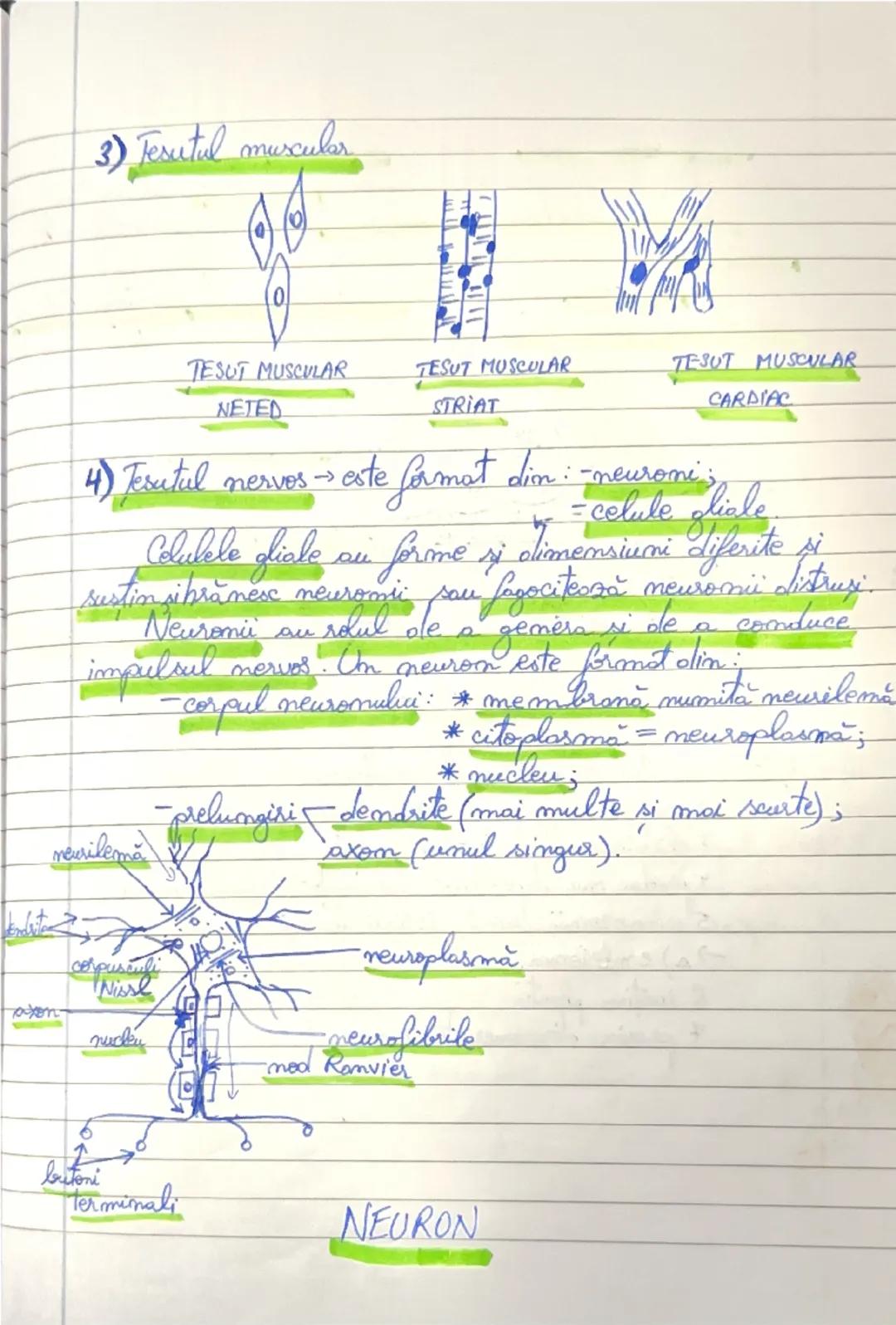 Tesuturi vegetale si animale.

Tesuturile sunt grupări de celule care au acceasi
prigine, formă, structură si îndeplinesc aceeasi fumetic.
H