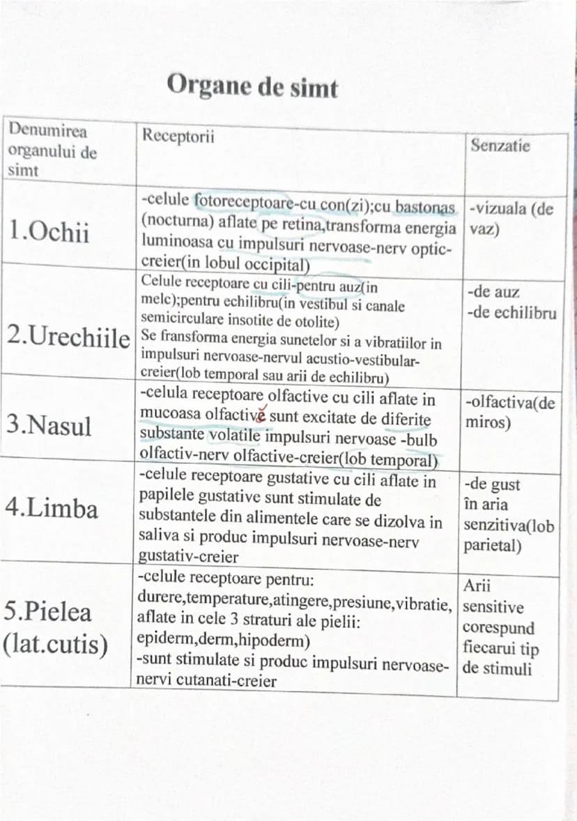 # Organe de simt

| Denumirea organului de simt | Receptorii | Senzatie |
|---|---|---|
| 1.Ochii | -celule fotoreceptoare-cu con(zi);cu bas