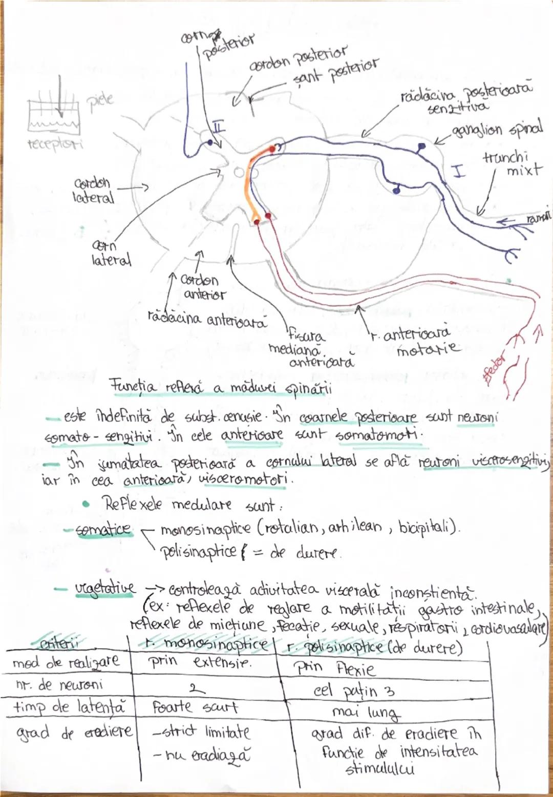 # 1. ALCATUIREA CORPULUI
UMAN

Segmentele corpolai aman:

1. CAP newscrania-adăposteste ereierul
viecerocraniu - adăposteste segmentele peri