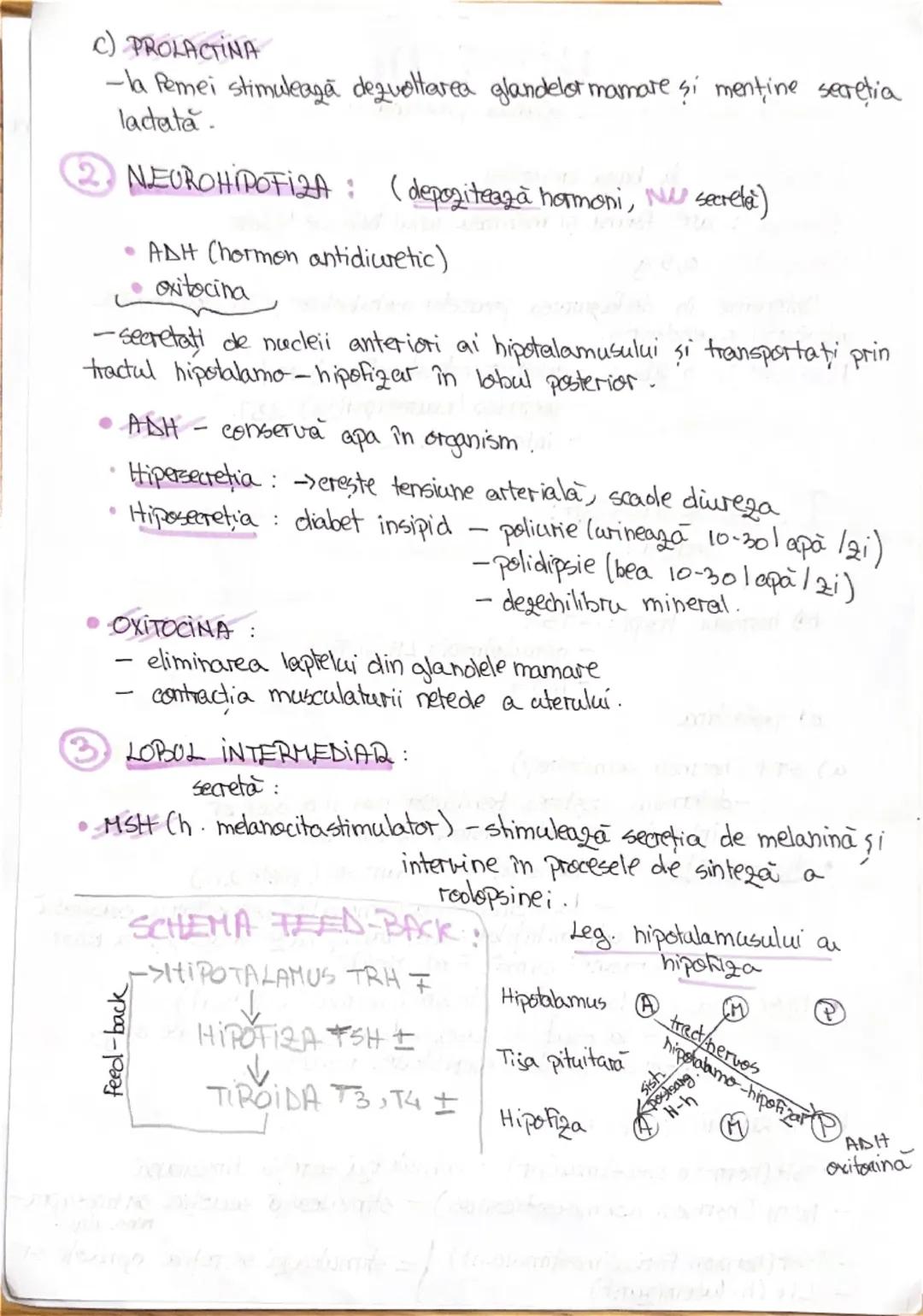 # 1. ALCATUIREA CORPULUI
UMAN

Segmentele corpolai aman:

1. CAP newscrania-adăposteste ereierul
viecerocraniu - adăposteste segmentele peri