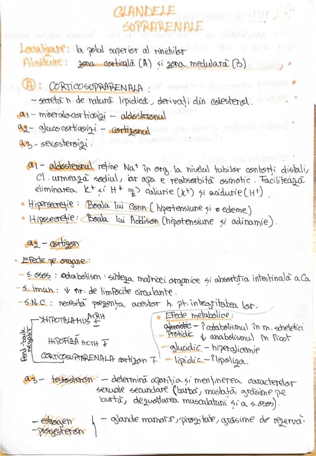 # 1. ALCATUIREA CORPULUI
UMAN

Segmentele corpolai aman:

1. CAP newscrania-adăposteste ereierul
viecerocraniu - adăposteste segmentele peri