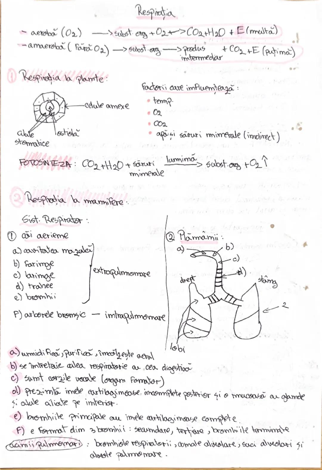 # 1. ALCATUIREA CORPULUI
UMAN

Segmentele corpolai aman:

1. CAP newscrania-adăposteste ereierul
viecerocraniu - adăposteste segmentele peri