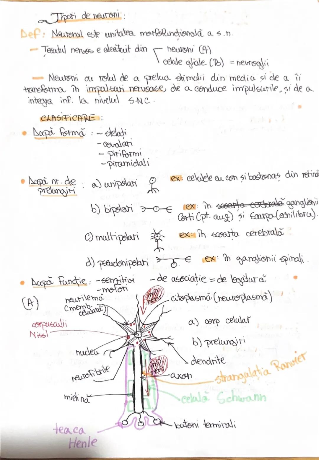 # 1. ALCATUIREA CORPULUI
UMAN

Segmentele corpolai aman:

1. CAP newscrania-adăposteste ereierul
viecerocraniu - adăposteste segmentele peri