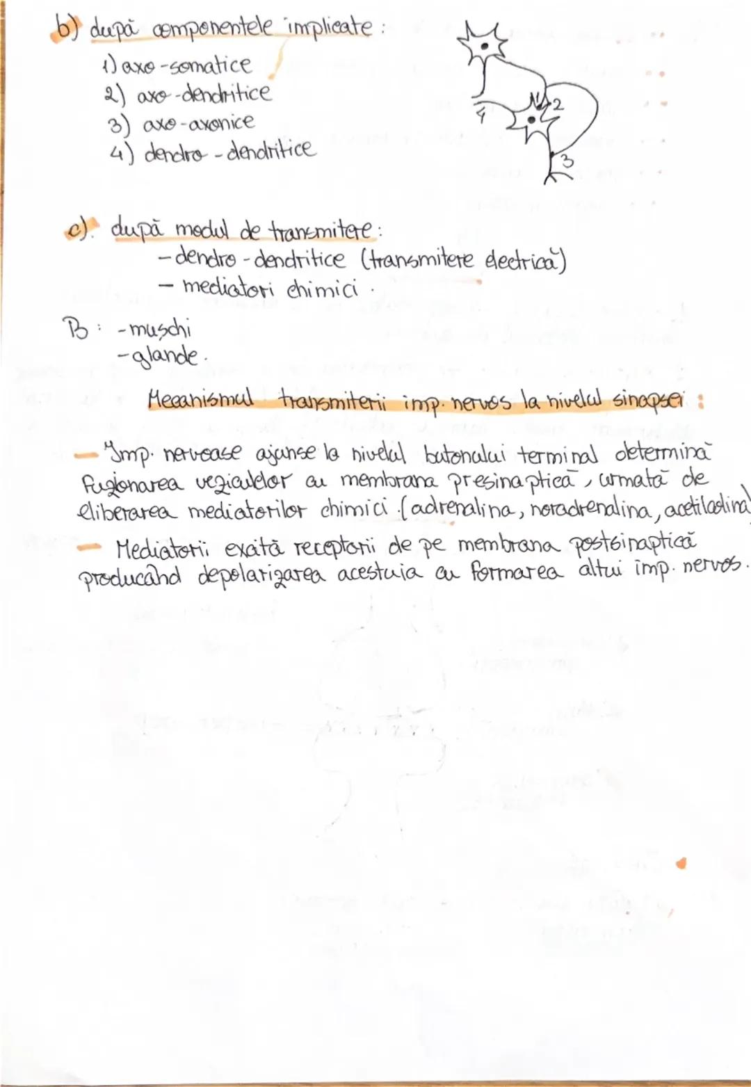 # 1. ALCATUIREA CORPULUI
UMAN

Segmentele corpolai aman:

1. CAP newscrania-adăposteste ereierul
viecerocraniu - adăposteste segmentele peri