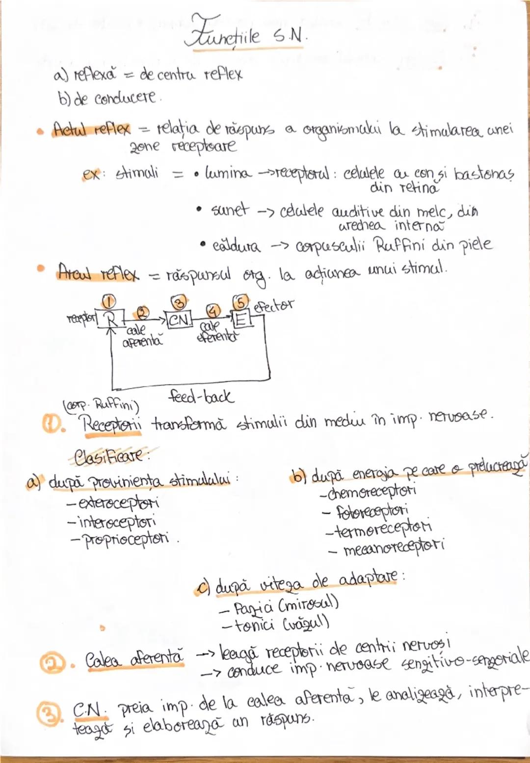 # 1. ALCATUIREA CORPULUI
UMAN

Segmentele corpolai aman:

1. CAP newscrania-adăposteste ereierul
viecerocraniu - adăposteste segmentele peri