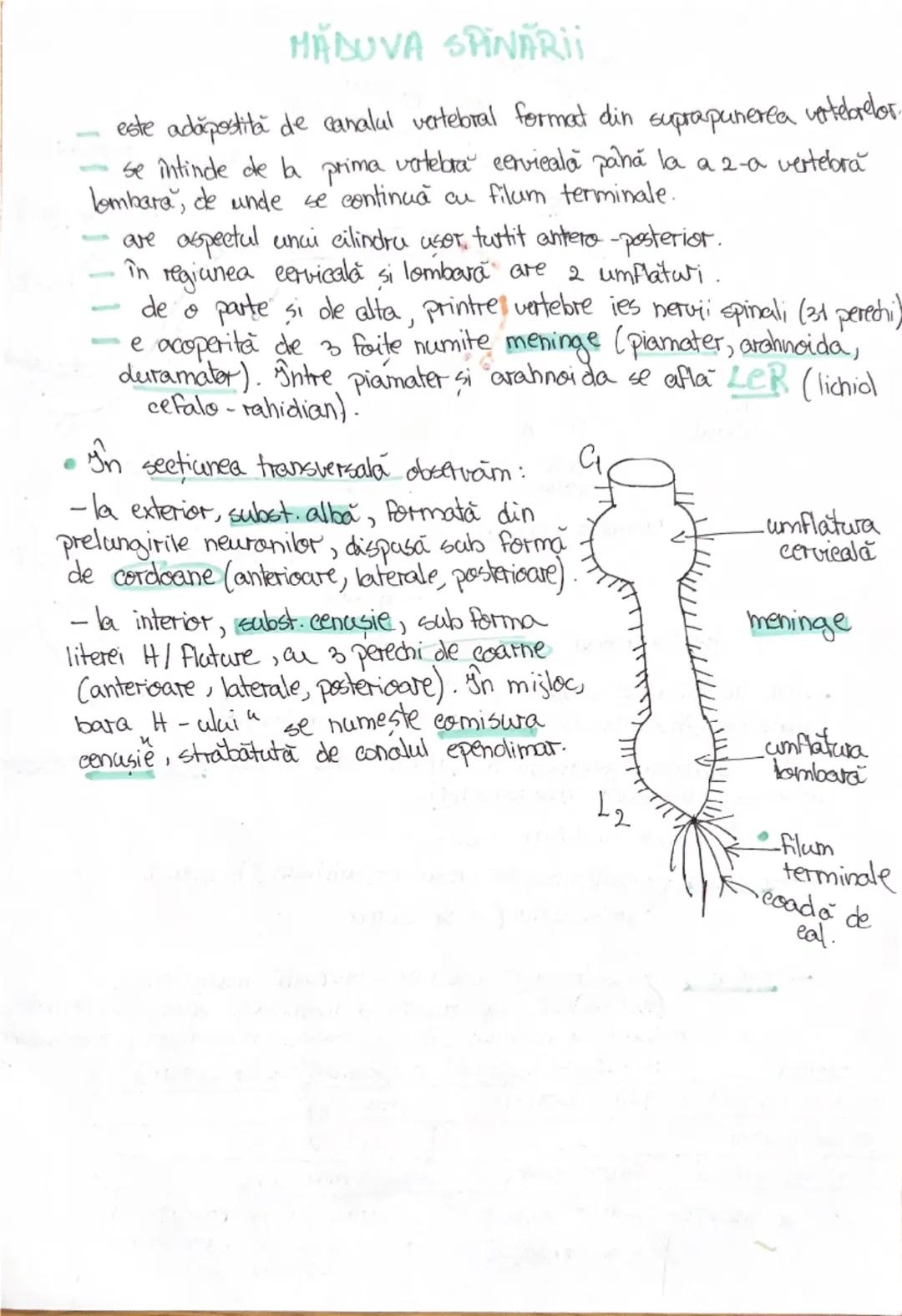 # 1. ALCATUIREA CORPULUI
UMAN

Segmentele corpolai aman:

1. CAP newscrania-adăposteste ereierul
viecerocraniu - adăposteste segmentele peri