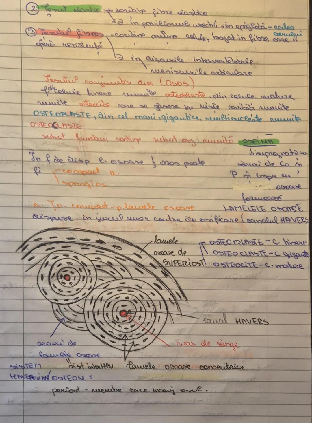 # Jesuturile animale
select epitelial
conjunctiv
muscular
nervos

# Tesutul Epitelial
23.09.2025

17 epitelial acoperă corpul spice exterior