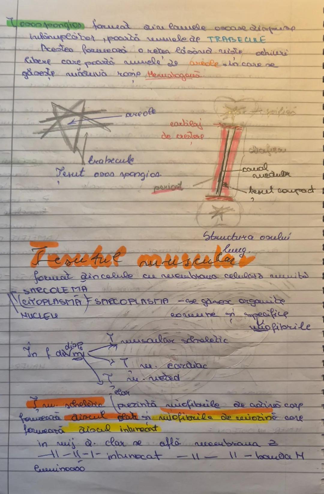 # Jesuturile animale
select epitelial
conjunctiv
muscular
nervos

# Tesutul Epitelial
23.09.2025

17 epitelial acoperă corpul spice exterior