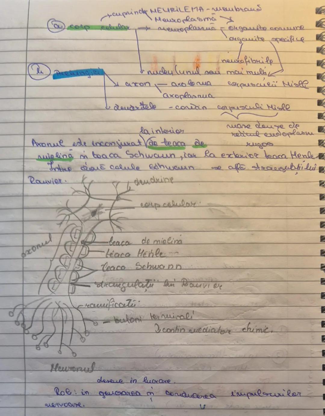 # Jesuturile animale
select epitelial
conjunctiv
muscular
nervos

# Tesutul Epitelial
23.09.2025

17 epitelial acoperă corpul spice exterior