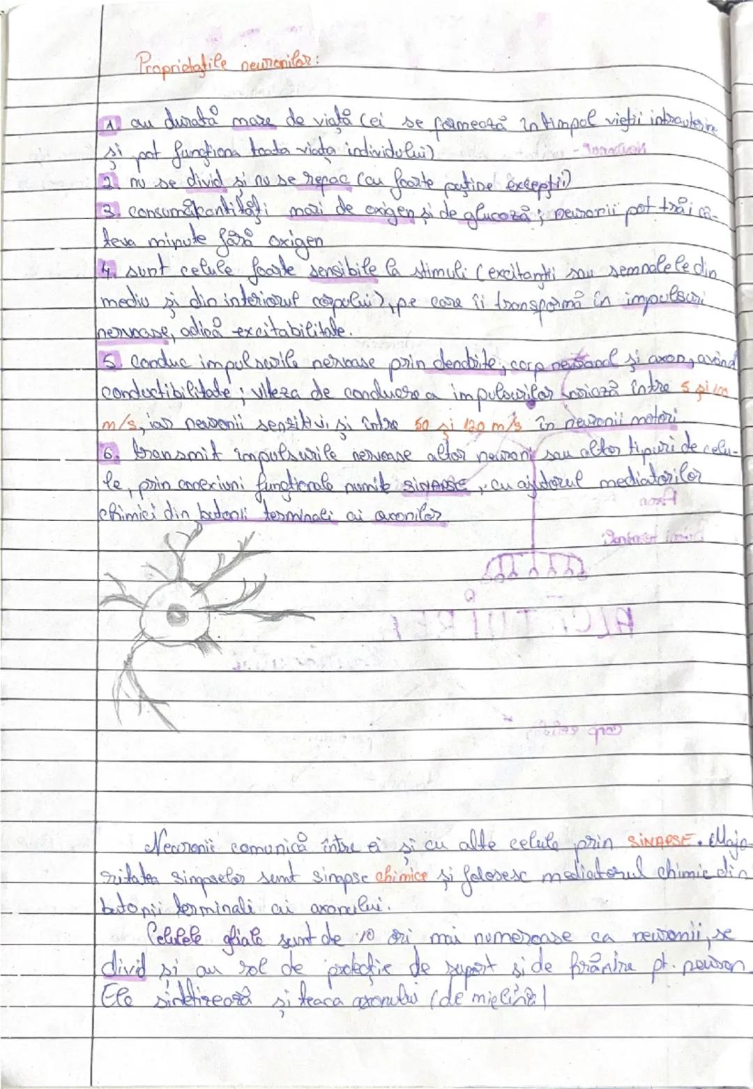 21.03.2023
# NEURONUL
(celula novoasa)

Neuronal- unitatea structurales si functionals a fesutulini novers. E un tip
special de celula capab