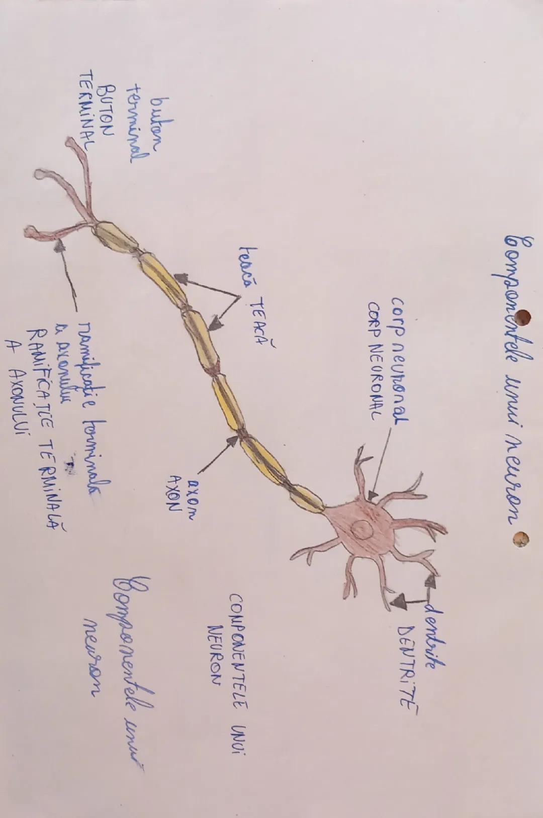 Componentele unui Neuron 