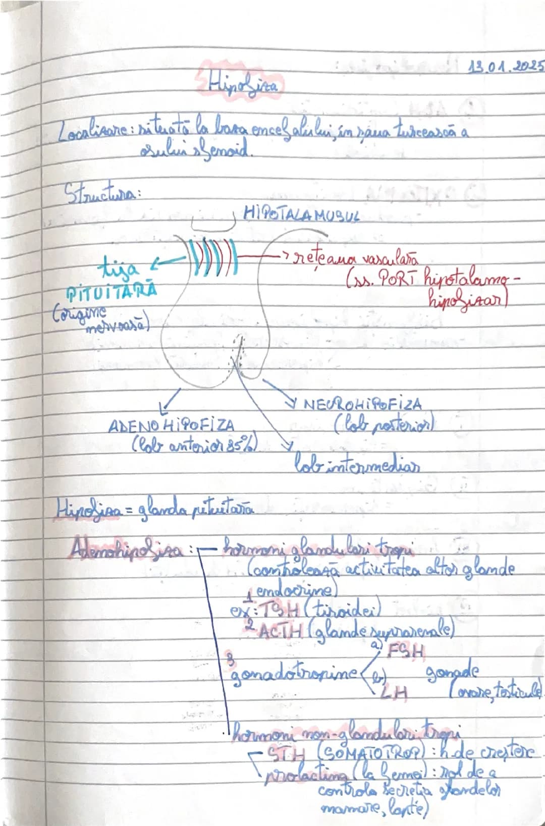 Glandele endocrine: Hipofiza