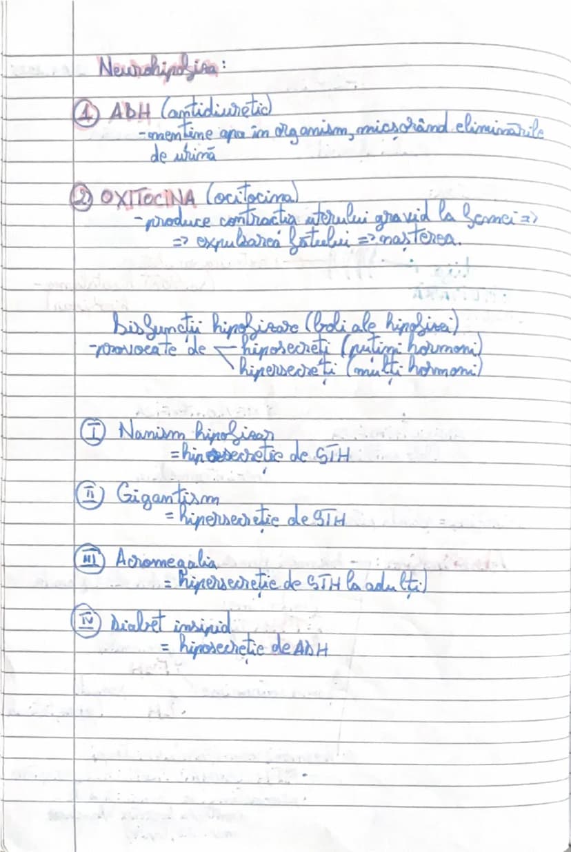 # Hiposita
13.01.2025
Localizare: situată la baza encefalului, în şaua turcească a
osului sfenoid.
Structura:

tisa ←→ reteama vasculară
PIT