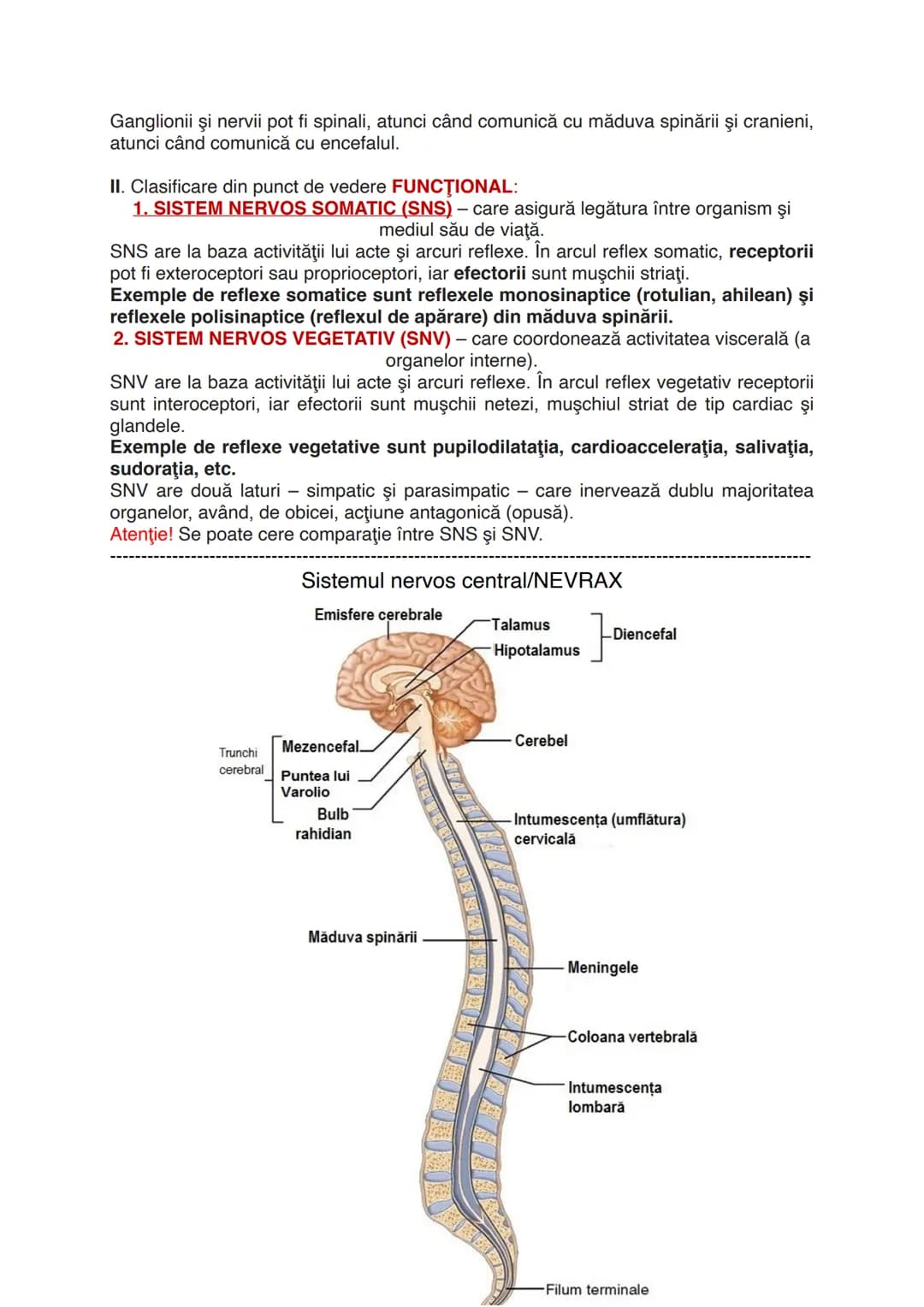 # Sistemul nervos
Este alcătuit din totalitatea organelor care integrează și
procesează informațiile venite din mediu.
Sistemul nervos are l