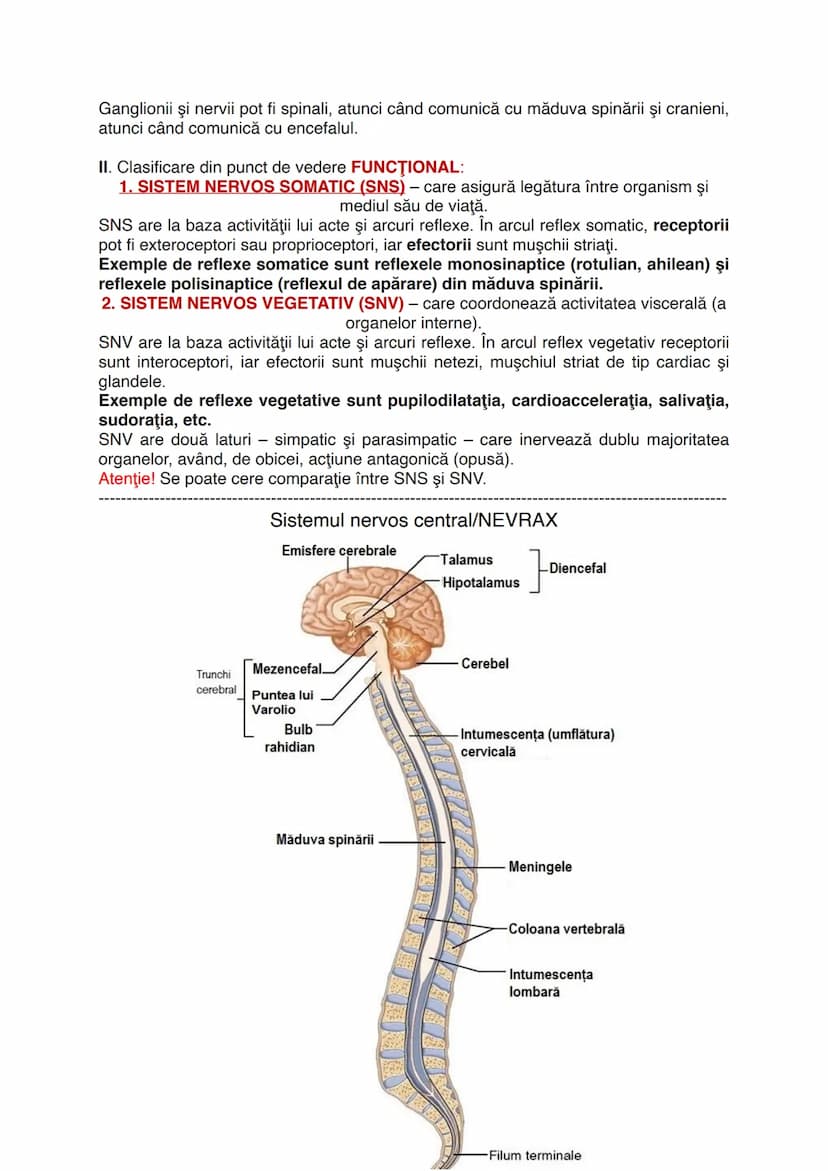 # Sistemul nervos
Este alcătuit din totalitatea organelor care integrează și
procesează informațiile venite din mediu.
Sistemul nervos are l