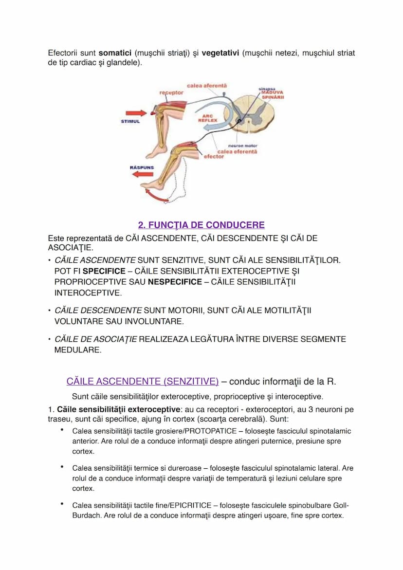 # Sistemul nervos
Este alcătuit din totalitatea organelor care integrează și
procesează informațiile venite din mediu.
Sistemul nervos are l