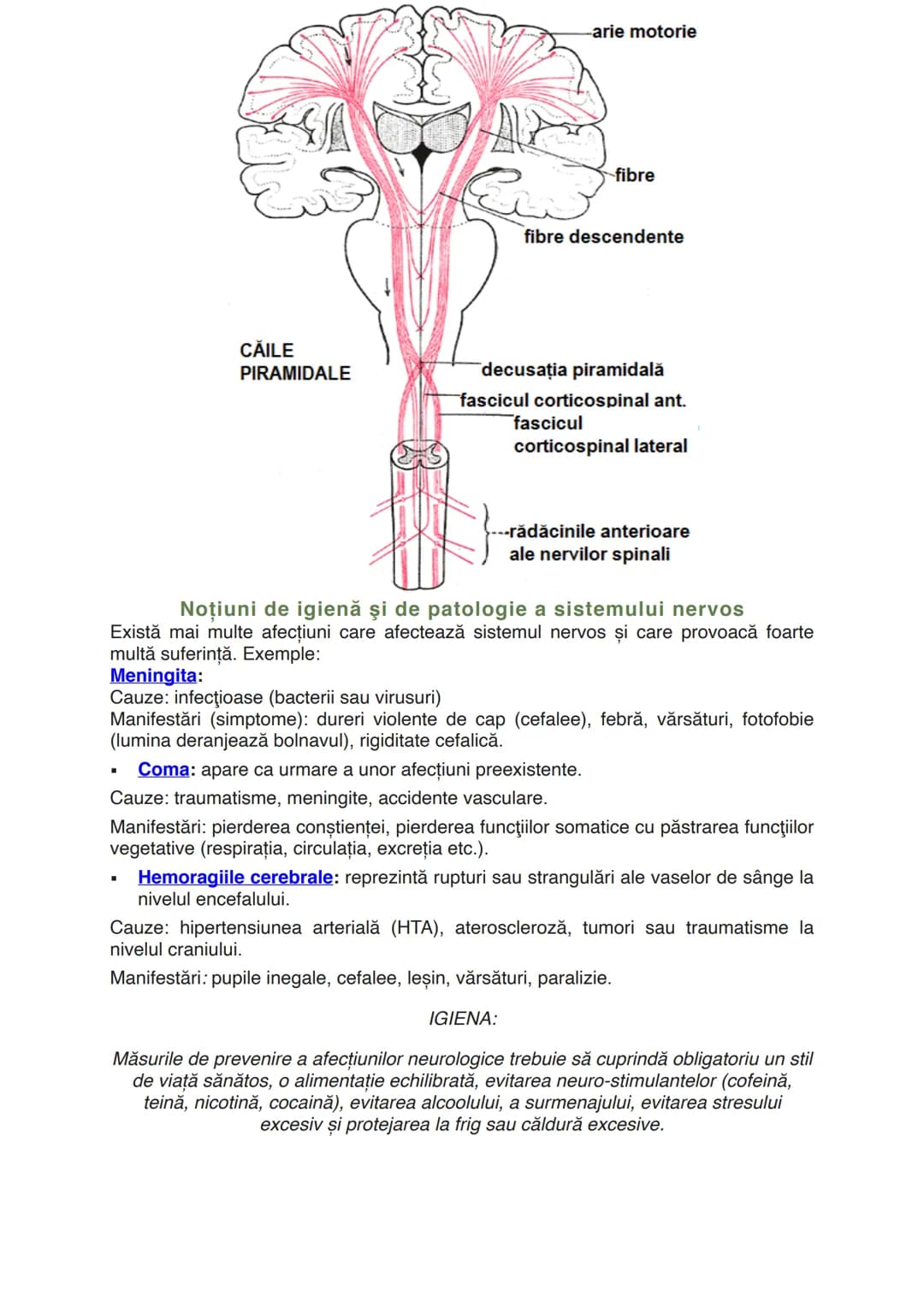 # Sistemul nervos
Este alcătuit din totalitatea organelor care integrează și
procesează informațiile venite din mediu.
Sistemul nervos are l
