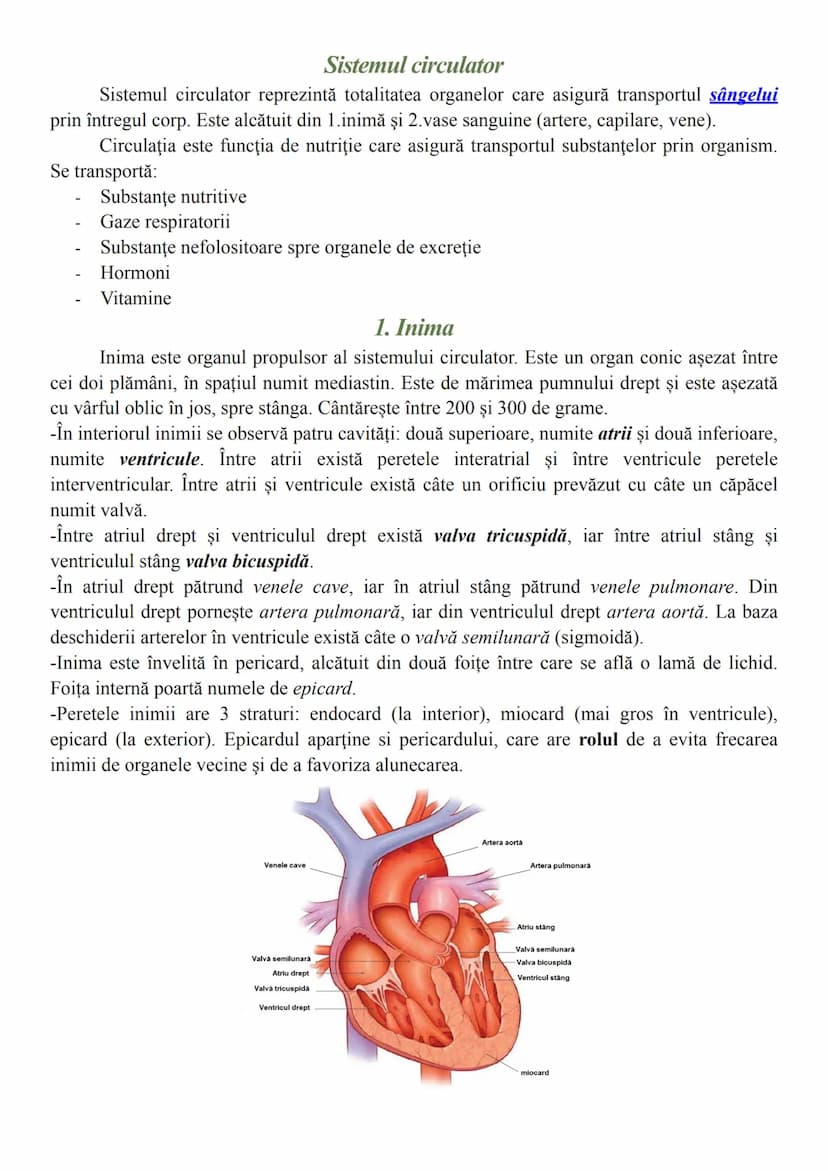 # Sistemul circulator
Sistemul circulator reprezintă totalitatea organelor care asigură transportul sângelui
prin întregul corp. Este alcătu
